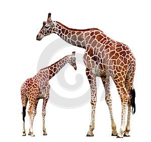 Two giraffes isolated