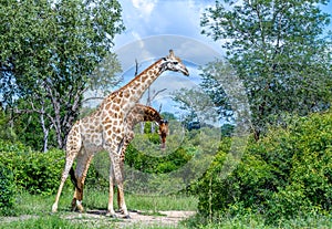 Two giraffes necking in the bush photo