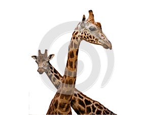 Two giraffes isolated on white