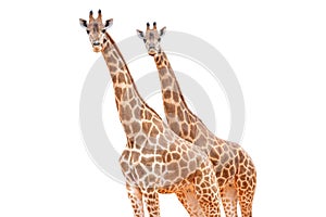 Two giraffes isolated on white