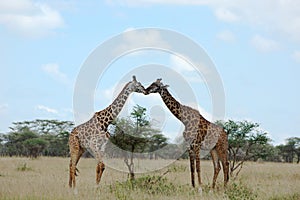 Two giraffes kissing