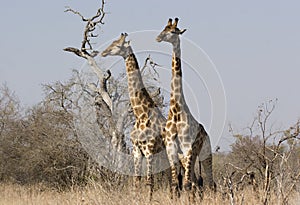 Two giraffes in Kruger Park