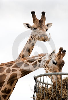 Two giraffes living in safari park