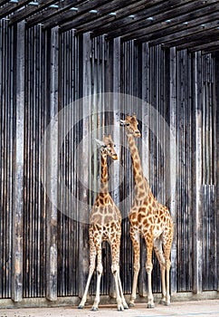 Two giraffes looking cute and in love