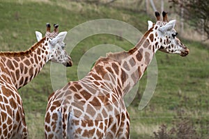 Two giraffes looking in the same direction, photographed in Port Lympne Safari Park at Ashford, Kent, UK