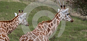 Two giraffes looking in the same direction, photographed in Port Lympne Safari Park at Ashford, Kent, UK