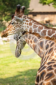 Two giraffes in love