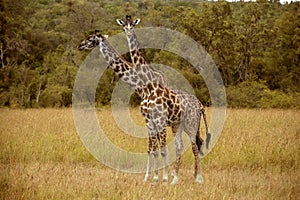 Two giraffes in Masai Mara