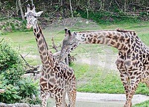 Two Giraffes