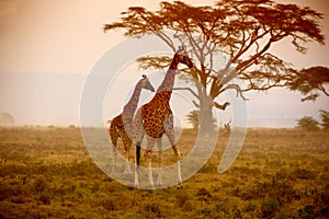 Two giraffes, Nakuru Kenya