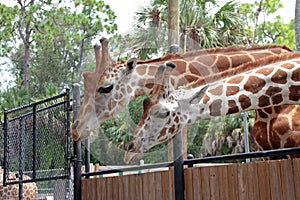 Two Giraffes at the Naples Zoo