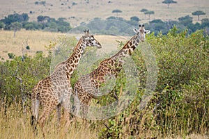 Two giraffes near the bush