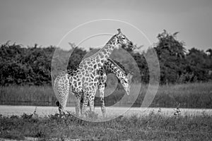 Two Giraffes necking in Chobe.