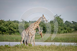 Two Giraffes necking in Chobe.