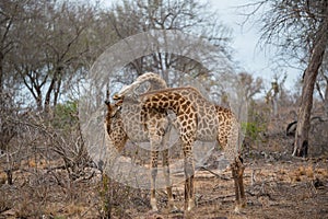 Two giraffes necking and fighting in the Kruger National Park