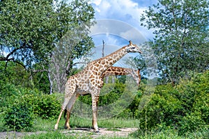 Two giraffes in the wild