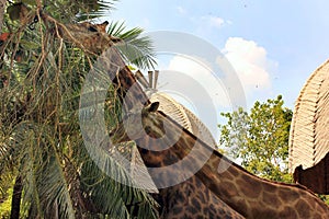 Two giraffes in an open air zoo or parc