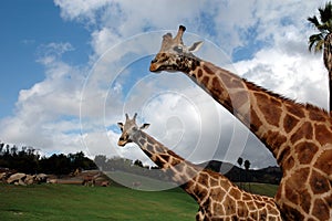 Two giraffes portrait photo
