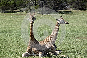 The two giraffes are resting