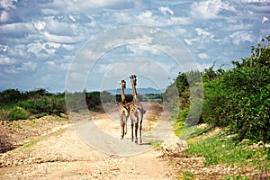 Two giraffes on Safari in Amboseli