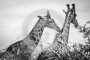 Two giraffes during a safari in the Hluhluwe - imfolozi National Park in South africa