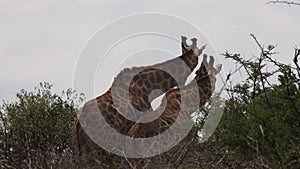 Two giraffes during a safari in the Hluhluwe - imfolozi Park in South africa