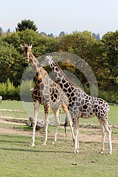 Two giraffes in safari park