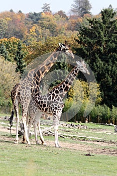Two giraffes in safari park