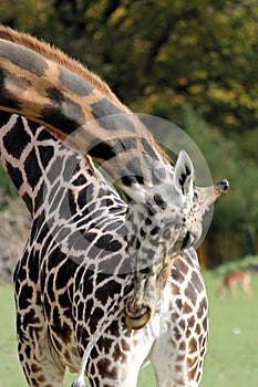 Two giraffes in safari park