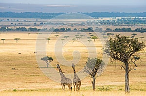 Two giraffes in savanna. Kenya. Tanzania. East Africa.