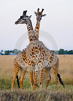 Two giraffes in savanna. Kenya. Tanzania. East Africa.