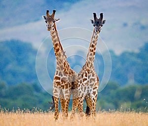 Two giraffes in savanna. Kenya. Tanzania. East Africa.