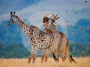 Two giraffes in savanna. Kenya. Tanzania. East Africa.
