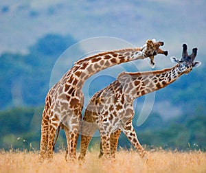 Two giraffes in savanna. Kenya. Tanzania. East Africa.