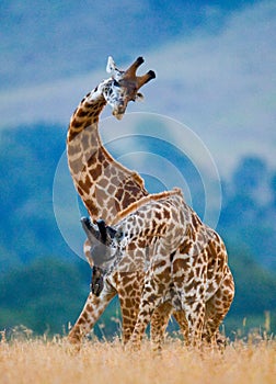 Two giraffes in savanna. Kenya. Tanzania. East Africa.