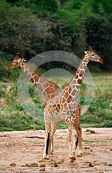 Two giraffes in savanna. Kenya. Tanzania. East Africa.