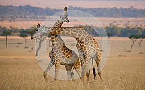 Two giraffes in savanna. Kenya. Tanzania. East Africa.