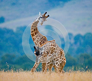 Two giraffes in savanna. Kenya. Tanzania. East Africa.