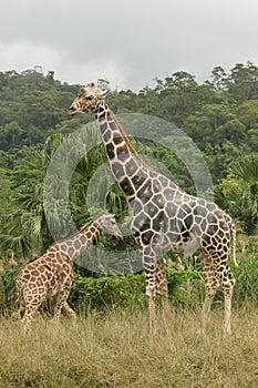 Two giraffes at savannah