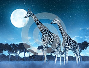 Two giraffes on the savannah