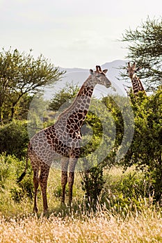 Two giraffes in the savannah of Tsavo East