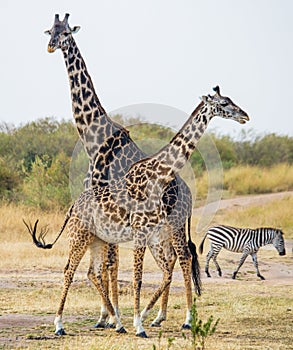 Two giraffes in savannah with zebras. Kenya. Tanzania. East Africa.