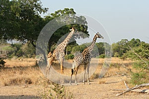 Two giraffes in Selos pak