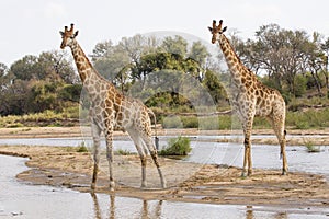 Two giraffes side by side