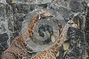 Two giraffes stand same way in front of cliff ,