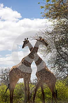 Two Giraffes Standing in the African Savannah, South Africa