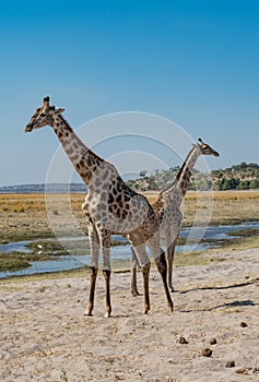 Two Giraffes standing back to back in Chobe