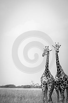 Two Giraffes standing in the grass.