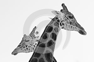 Two giraffes standing near each other black and white