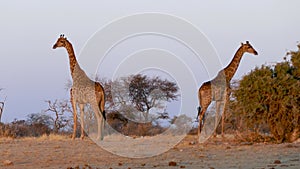 Two Giraffes standing at sunset in savannah of Etosha, Namibia.